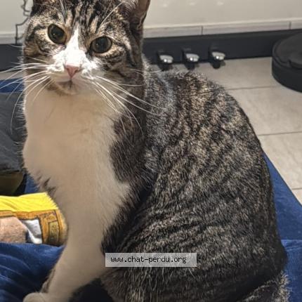 Foto 1/2 Kat teruggevonden Vermist in Louvain La Neuve
