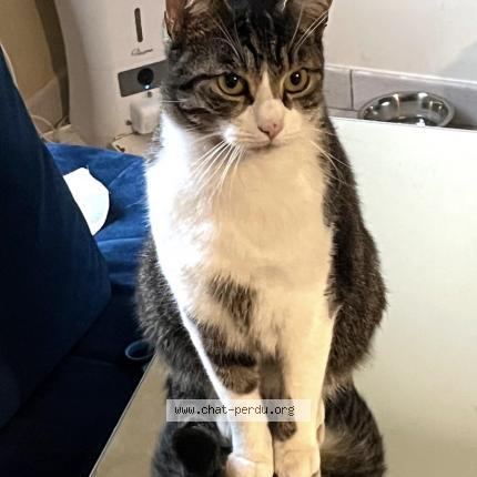 Foto 2/2 Kat teruggevonden Vermist in Louvain La Neuve
