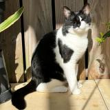 Picture of cat lost at Saint Nazaire