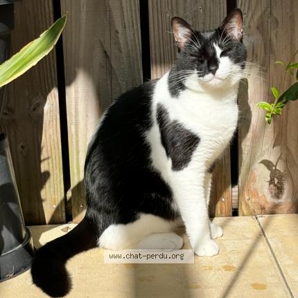 Photo 1/1 Sacha Chat lost in Saint nazaire