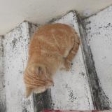 Picture of cat lost at Orval