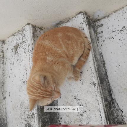 Photo 1/1 Rourou Chat lost in Orval