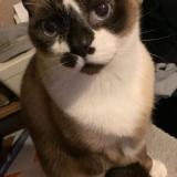 Picture of cat lost at Cranves Sales