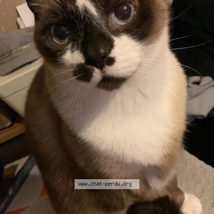 Photo 1/3 Wolfy Chat lost in Cranves sales