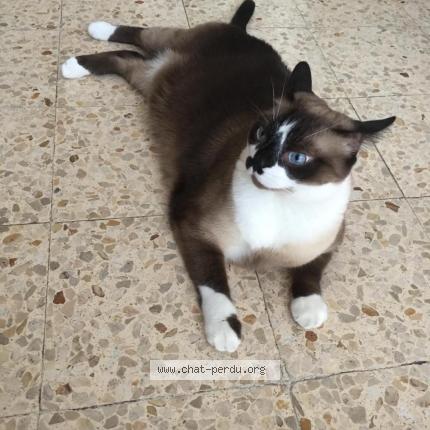 Photo 2/3 Wolfy Chat lost in Cranves sales