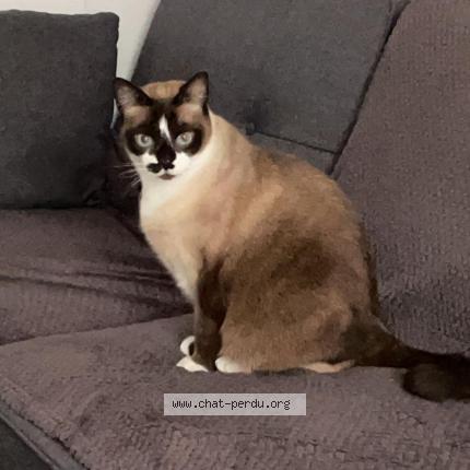 Photo 3/3 Wolfy Chat lost in Cranves sales