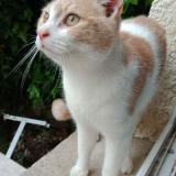 Picture of cat lost at Hirson