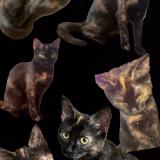 Picture of cat lost at Cuers