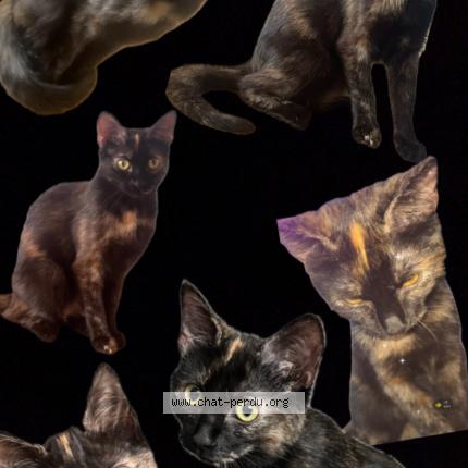 Photo 1/1 Éclipse Chat lost in Cuers