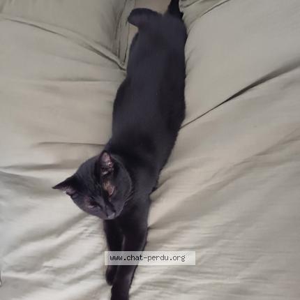 Photo 1/1 Salem Chat lost in Montbert