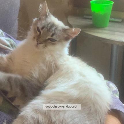 Photo 1/3 Neige Chat lost in Seclin