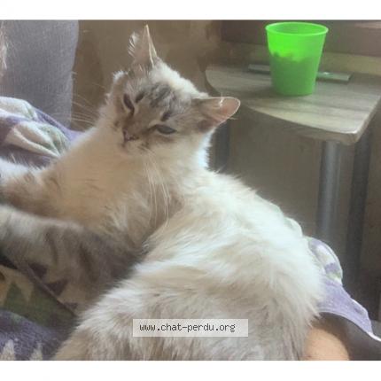 Photo 2/3 Neige Chat lost in Seclin