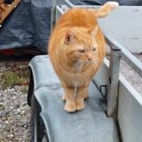 Picture of cat found at Salies De Bearn