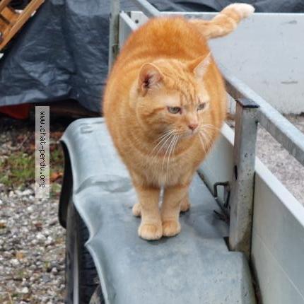 Photo 1/2 Found cat Found in Salies de bearn