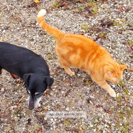 Photo 2/2 Found cat Found in Salies de bearn