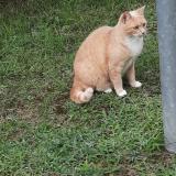 Picture of cat lost at Beaumont Sur Oise