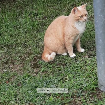 Photo 1/3 Harrie Chat lost in Beaumont sur oise