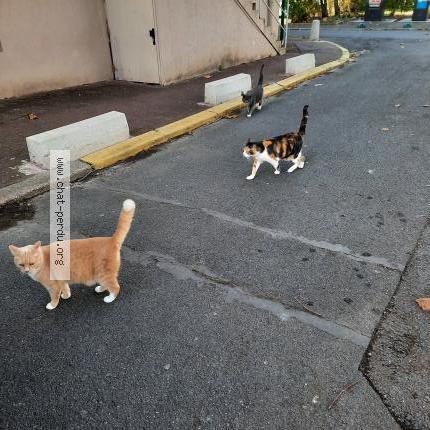 Photo 2/3 Harrie Chat lost in Beaumont sur oise