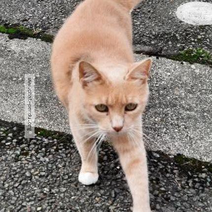 Photo 3/3 Harrie Chat lost in Beaumont sur oise