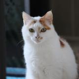 Picture of cat lost at Rosieres