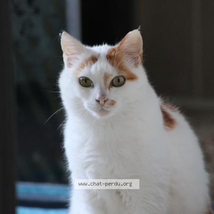 Photo 1/1 Fifi Chat lost in Rosieres