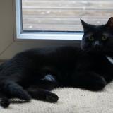 Picture of cat lost at Haccourt