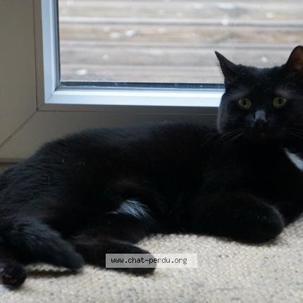 Foto 1/1 Cléo Kat vermist in Haccourt