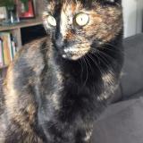 Picture of cat lost at La Bernardiere