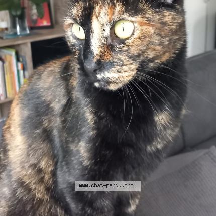 Photo 1/1 Chipie Chat lost in La bernardiere