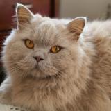 Picture of cat lost at Lyon 9