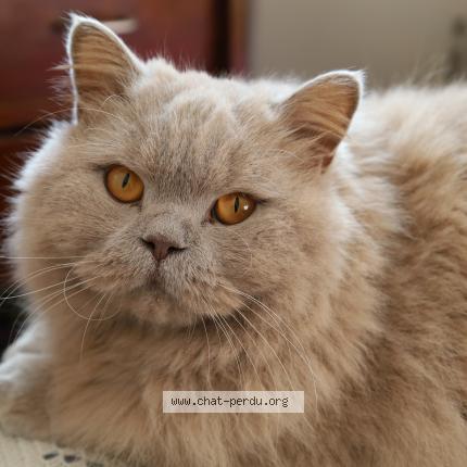 Photo 1/1 Titan Chat lost in Lyon 9