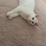 Picture of cat lost at Vernouillet