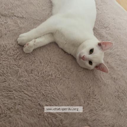 Photo 1/1 Chico Chat lost in Vernouillet