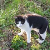 Picture of cat lost at Montautour