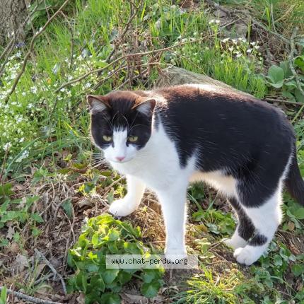 Photo 1/1 Osiris Chat lost in Montautour