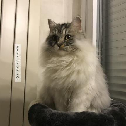 Photo 1/1 Saphir Chat lost in Saint max