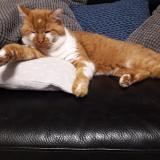 Picture of cat lost at Francheville