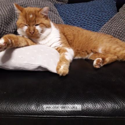 Photo 1/1 LARICAT Chat lost in Francheville