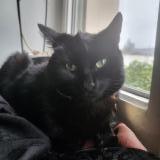 Picture of cat lost at Oyonnax