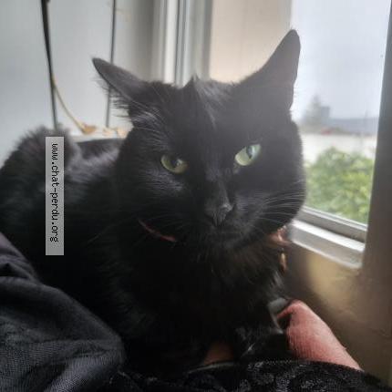 Photo 1/1 Pablito Chat lost in Oyonnax