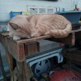 Picture of cat lost at Beaulieu Sous Parthenay