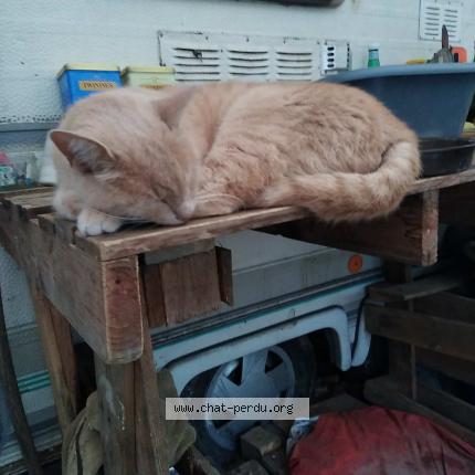 Photo 1/1 Natsu Chat lost in Beaulieu sous parthenay