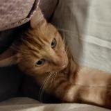 Picture of cat lost at Melgven