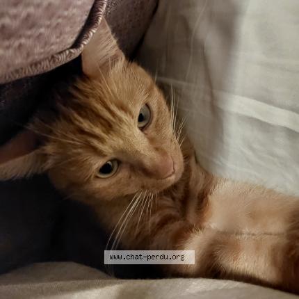 Photo 1/1 Cat reunited Lost in Melgven