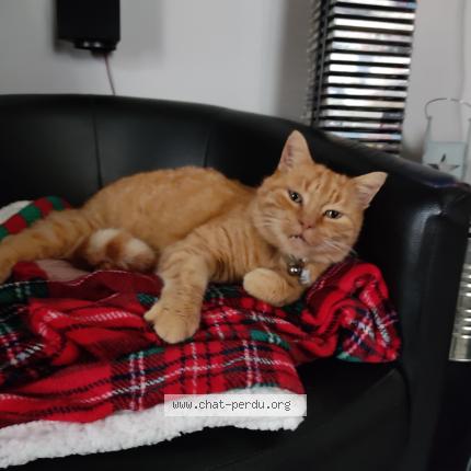 Photo 1/1 Filibert Chat lost in Arras