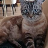 Picture of cat lost at Tence