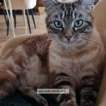 Photo 1/1 Ruben Chat lost in Tence