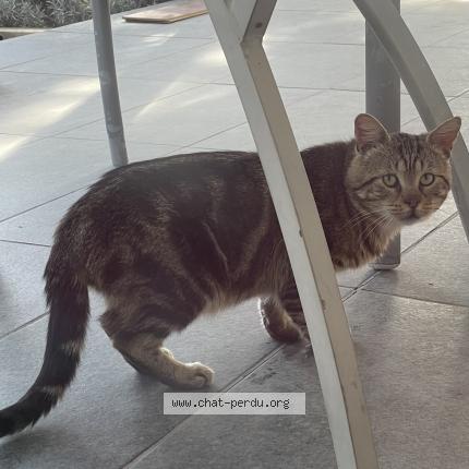 Photo 1/1 Found cat Found in Veyre monton