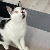 Picture of cat lost at Flayosc