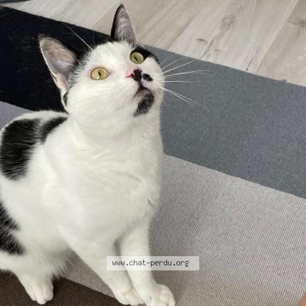 Photo 1/1 Siam Chat lost in Flayosc